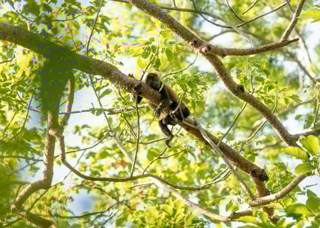 Top Family Adventures near Las Catalinas Doorway Villas (6)