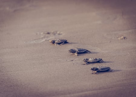 Top Family Adventures near Las Catalinas Doorway Villas (7)