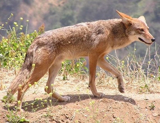 Copy of The Daily- Tuesday, September 17th, 2019--1-1