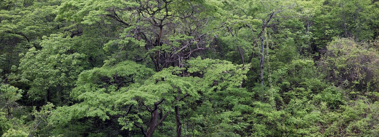 The Hiking and Mountain Biking Trails of Las Catalinas-14-1