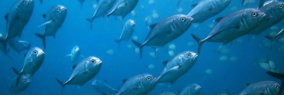 The Kayak Snorkeling Tour in the Bay at Las Catalinas-4-1