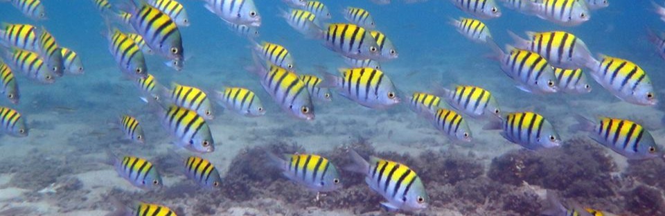 The Kayak Snorkeling Tour in the Bay at Las Catalinas-Jun-16-2023-03-41-56-0904-PM