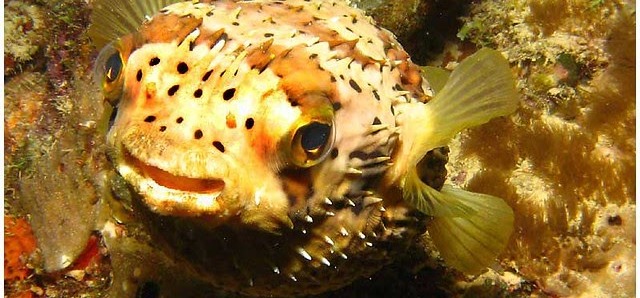 Tropical Reef Fish To Find Out Snorkeling in Costa Rica-Dec-20-2022-08-14-03-5643-PM